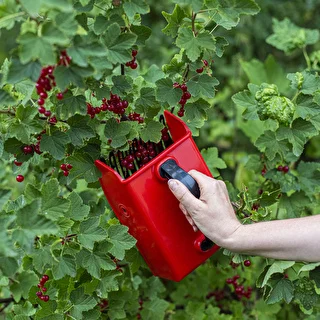 Máquina para recoger frutas pequeñas – photo 6