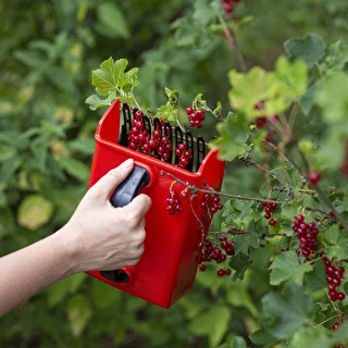 Máquina para recoger frutas pequeñas – photo 8
