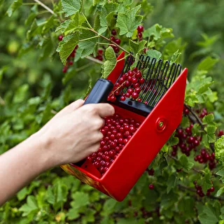 Recolector de frutos pequeños con púas metálicas – photo 8