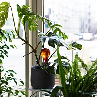 Bolas de riego TRANSPARENTES ÁMBAR 2uds. – photo 11