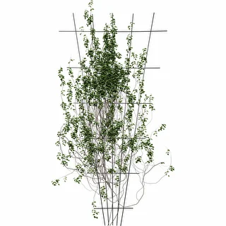 Soporte para plantas - enrejado de jardín estrechado 150 x 75cm – photo 3