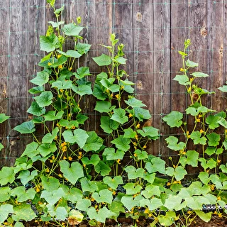 Malla para plantas trepadoras: 2 x 20m – photo 5