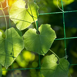 Red para plantas trepadoras, 1,8 x 2,7m – photo 6