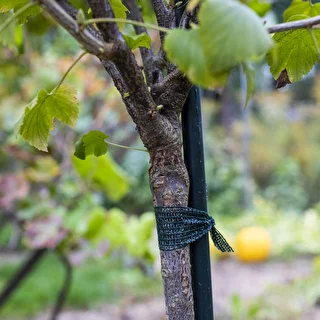 Cinta para atar plantas PE 3 cm x 50 m – photo 3