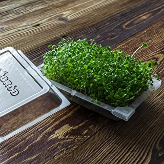 Germinador Zielona Czuprynka + semillas – photo 15