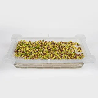 Germinador Zielona Czuprynka + semillas – photo 9
