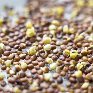 Germinador Zielona Czuprynka + semillas – photo 8