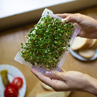 Germinador Zielona Czuprynka + semillas – photo 14
