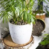 Arcilla expandida 10-20mm 4L - 9 