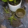Arcilla expandida 4-10mm 1L - 9 