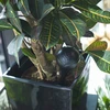 Bolas de riego NEGRAS 4uds. - 9 