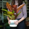 Bolas de riego TRANSPARENTES ÁMBAR 2uds. - 12 