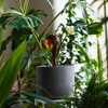 Bolas de riego TRANSPARENTES ÁMBAR 4uds. - 9 