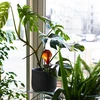 Bolas de riego TRANSPARENTES ÁMBAR 4uds. - 10 