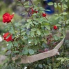 Cinta de yute 5cm/8m - 7 