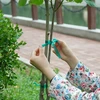 Cinta para atar plantas de PVC, 1,2 cm x 40m - 5 