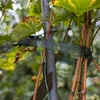 Cinta para atar plantas PE 3 cm x 50 m - 4 