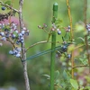 Cordón de algodón verde 2 mm/55 m/100 g - 8 