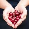 Deshuesadora para guindas y cerezas - 11 