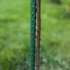 Estaca de acero recubierta de PE 1,5mx11mm (10 uds) - 5 