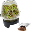 Germinador de tarro Twist-off + semillas - 2 