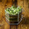 Germinador multinivel Niezłe Ziółko + 10nasio - 21 