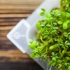 Germinador Zielona Czuprynka + semillas - 17 