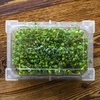 Germinador Zielona Czuprynka + semillas - 16 