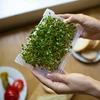 Germinador Zielona Czuprynka + semillas - 14 