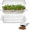 Germinador Zielona Czuprynka + semillas - 6 
