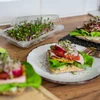Germinador Zielona Czuprynka + semillas - 10 