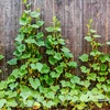 Malla para plantas trepadoras: 2 x 20m - 5 