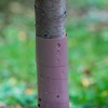 Protector de árboles - espiral - fi 3,5 x 80 cm - 3 