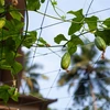 Red para plantas trepadoras, 1,8 x 2,7m - 7 
