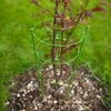 Soporte de anillo para plantas 3 anillos 1,5m - 3 