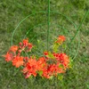 Soporte de anillo para plantas 3 anillos 1,5m - 5 