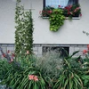 Soporte para plantas - enrejado (150cm x 45cm) 3 piezas - 4 