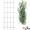Soporte para plantas – enrejado de jardín 150 x 60cm - 8 