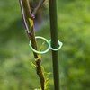 Sujetadores de plástico para unir plantas mix 50uds. - 7 