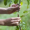 Tijeras de podar para injertos con cinta - 6 
