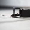 Trampa para ratones - trampa viva - 9 