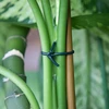 Tubo hortícola, goma verde oscuro, 25 m x 3 mm - 3 