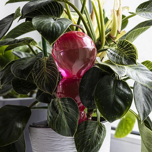 Bola de riego triple (tres cámaras), transparente rosa, 600 ml - 7