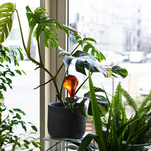Bolas de riego TRANSPARENTES ÁMBAR 4uds. - 10