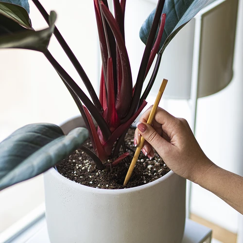 Bolas de riego TRANSPARENTES VERDES 4 uds. - 7