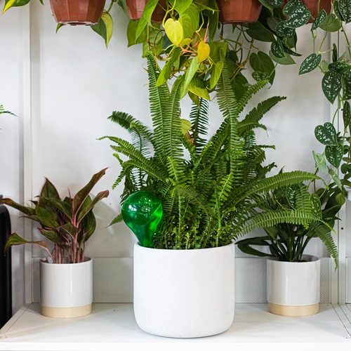 Bolas de riego TRANSPARENTES VERDES 4 uds. - 11