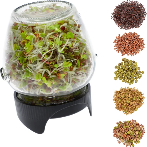 Germinador de frascos Twist-off + 5 semillas - 2