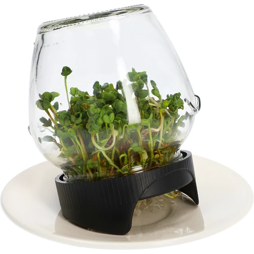 Germinador de tarro Twist-off + semillas - 8