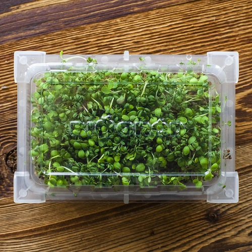 Germinador Zielona Czuprynka + semillas - 16