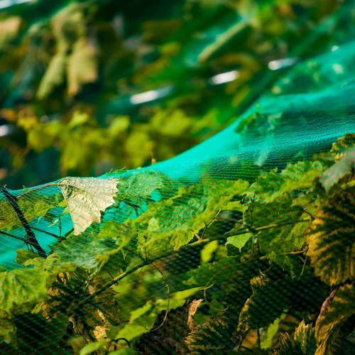 Red contra pájaros 8x8 m (mallas 15x15mm) - 2